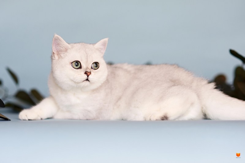 Серебристая шиншилла кошка