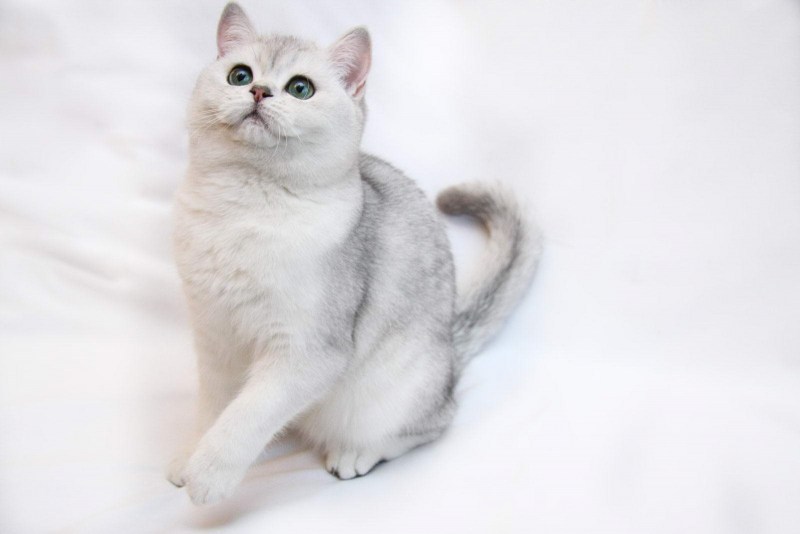 Шотландская шиншилла Пойнт