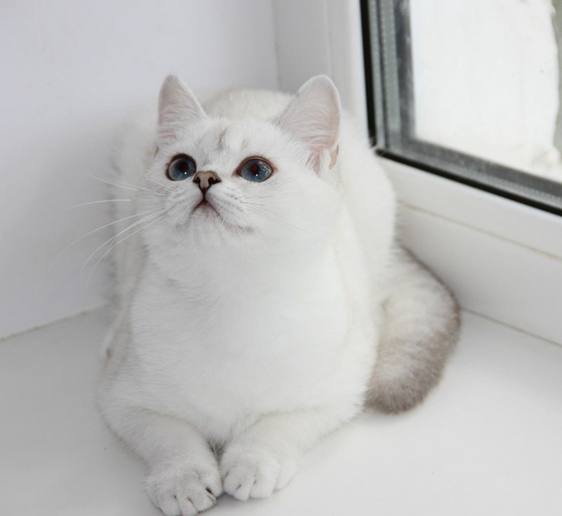 Британская короткошёрстная шиншилла белая