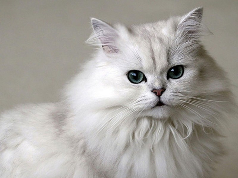 Золотая шиншилла Пойнт британец