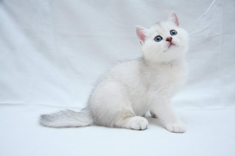 Персидская шиншилла кошка