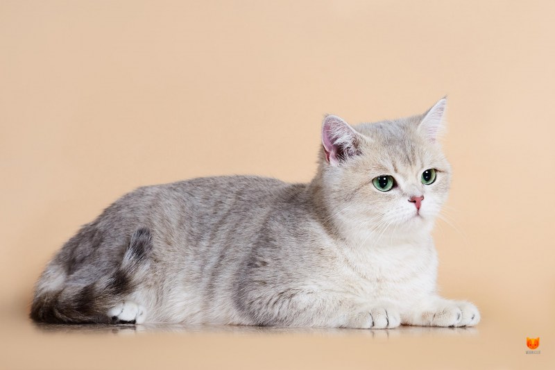 Сибирская шиншилла кошка