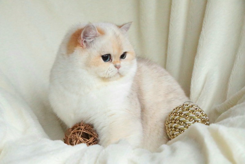 Британская шиншилла кошка цена Челябинск