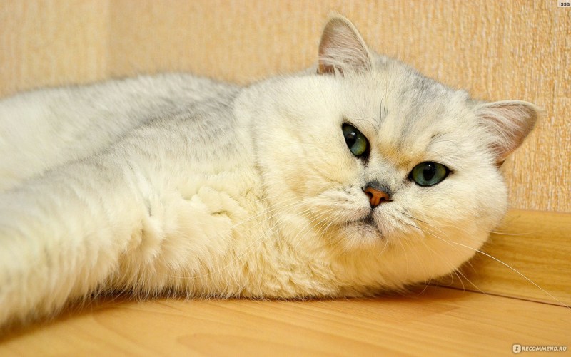 Британская короткошёрстная кошка белая