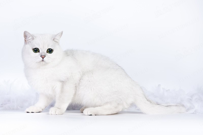 Сибирская шиншилла кошка