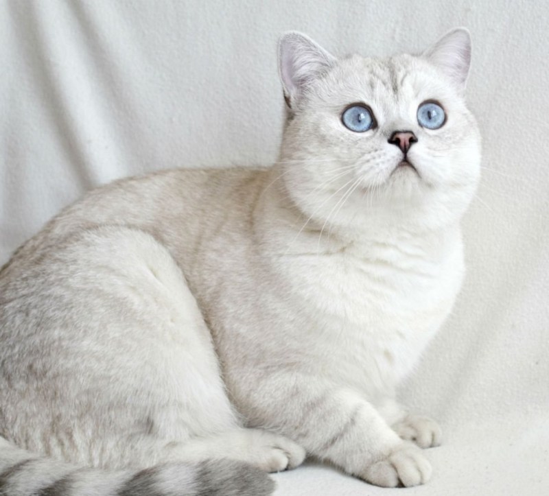 Персидская шиншилла кошка