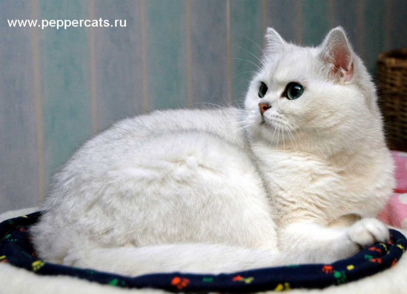 Кошка шиншилла злая
