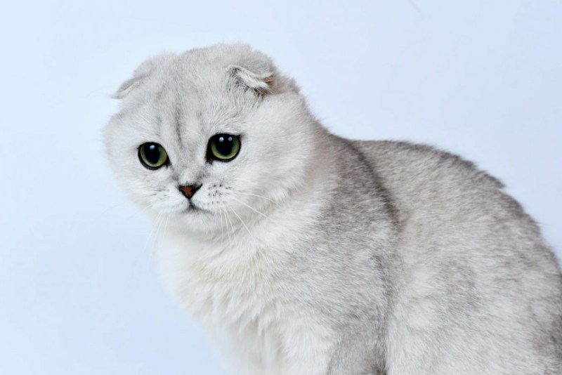 Британская короткошёрстная кошка белая