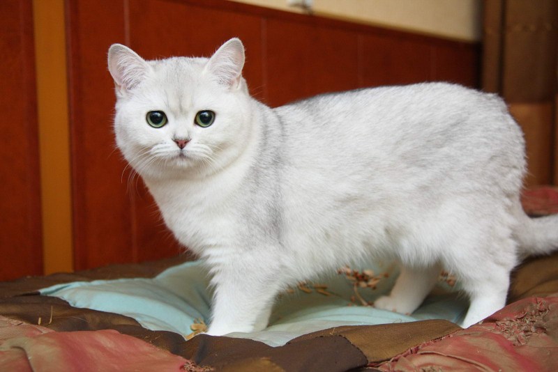 Британская мраморная шиншилла