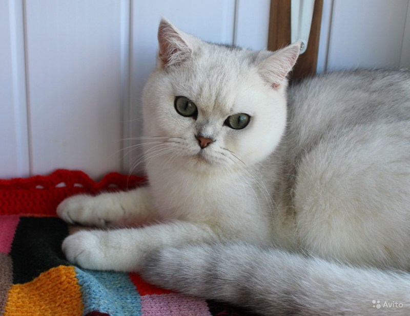Мраморная шиншилла кошка