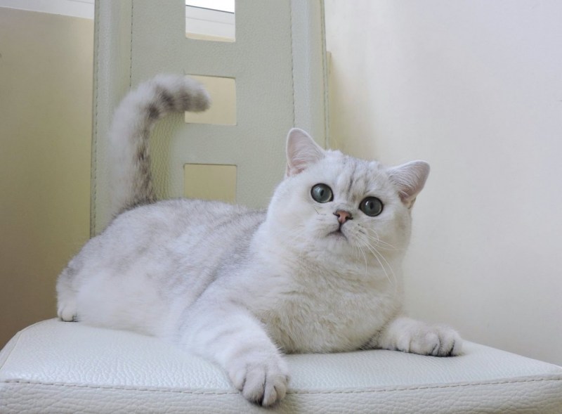 Шотландская серебристая шиншилла
