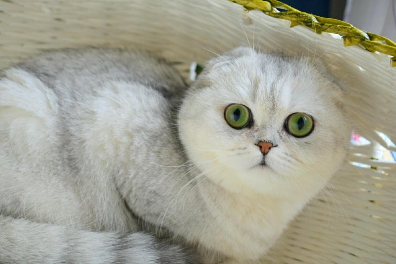 Британская шиншилла Сильвер
