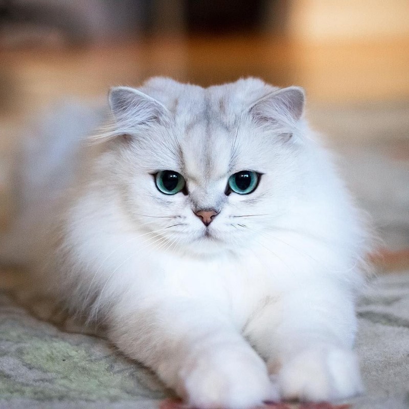 Персидская шиншилла кошка
