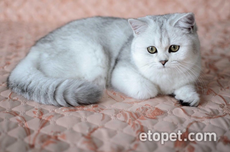 Британская мраморная шиншилла