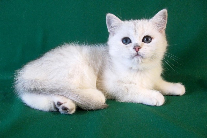 Серебристая шиншилла кошка