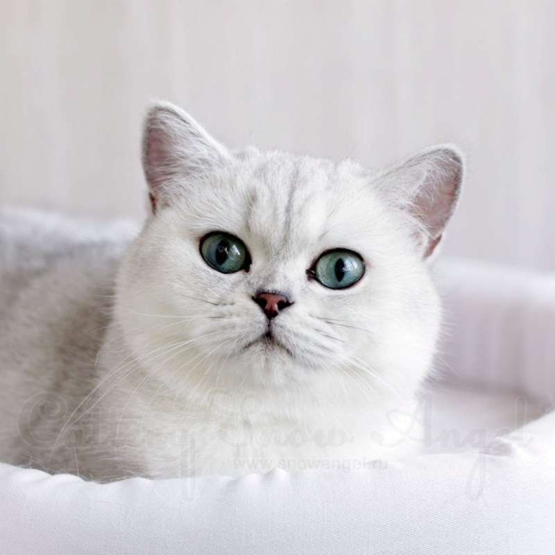 Шиншилловая кошка