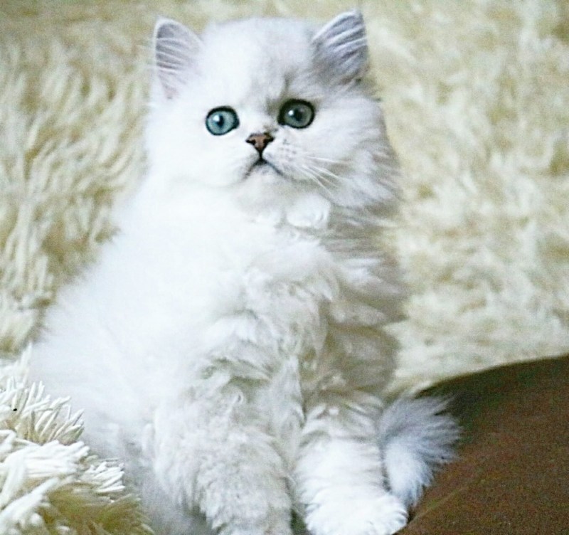 Кошки Голден Бриз