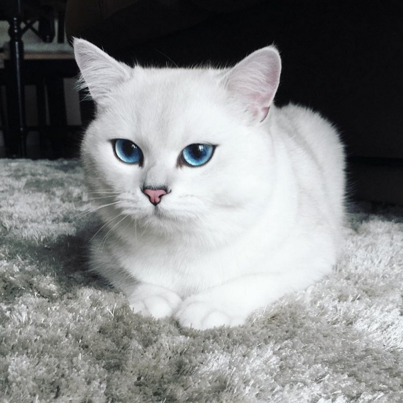 Шиншилла Пойнт Коби