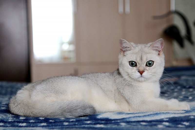 Серебристая шиншилла британец