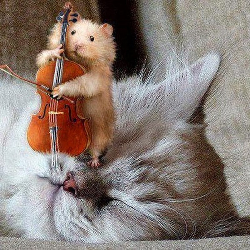 Котята с музыкальными инструментами