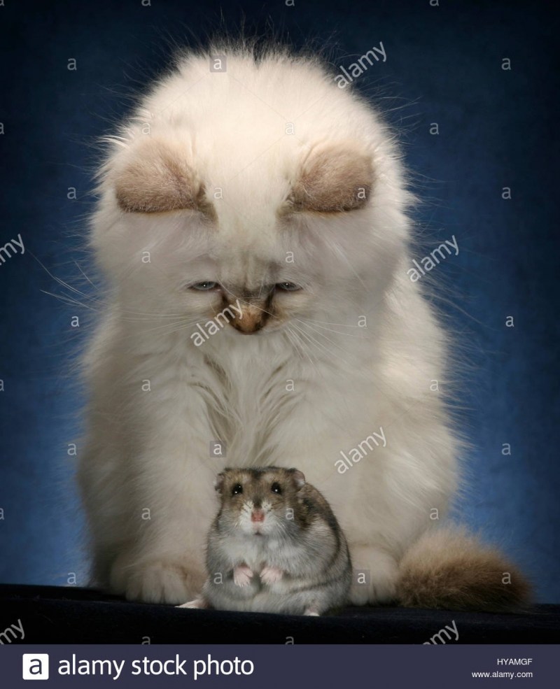 Милые котики и хомяки