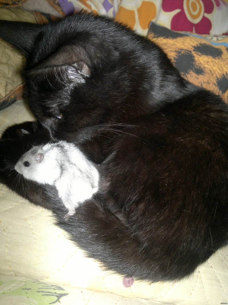 Котенок и хомяк