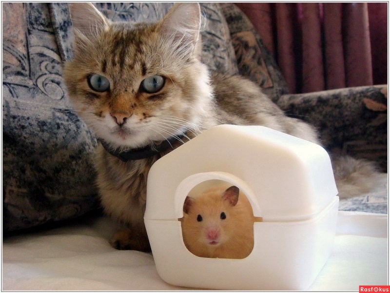 Котики с хомячками смешные