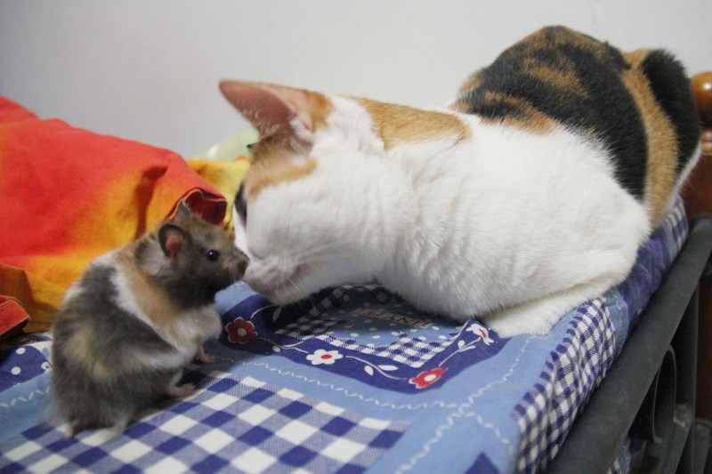 Котик обнимает хомячка