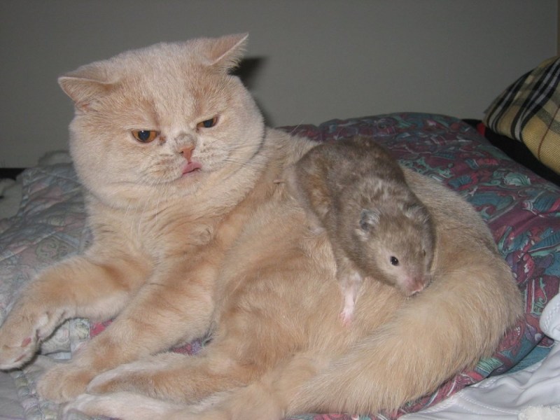 Смесь хомяка и кошки