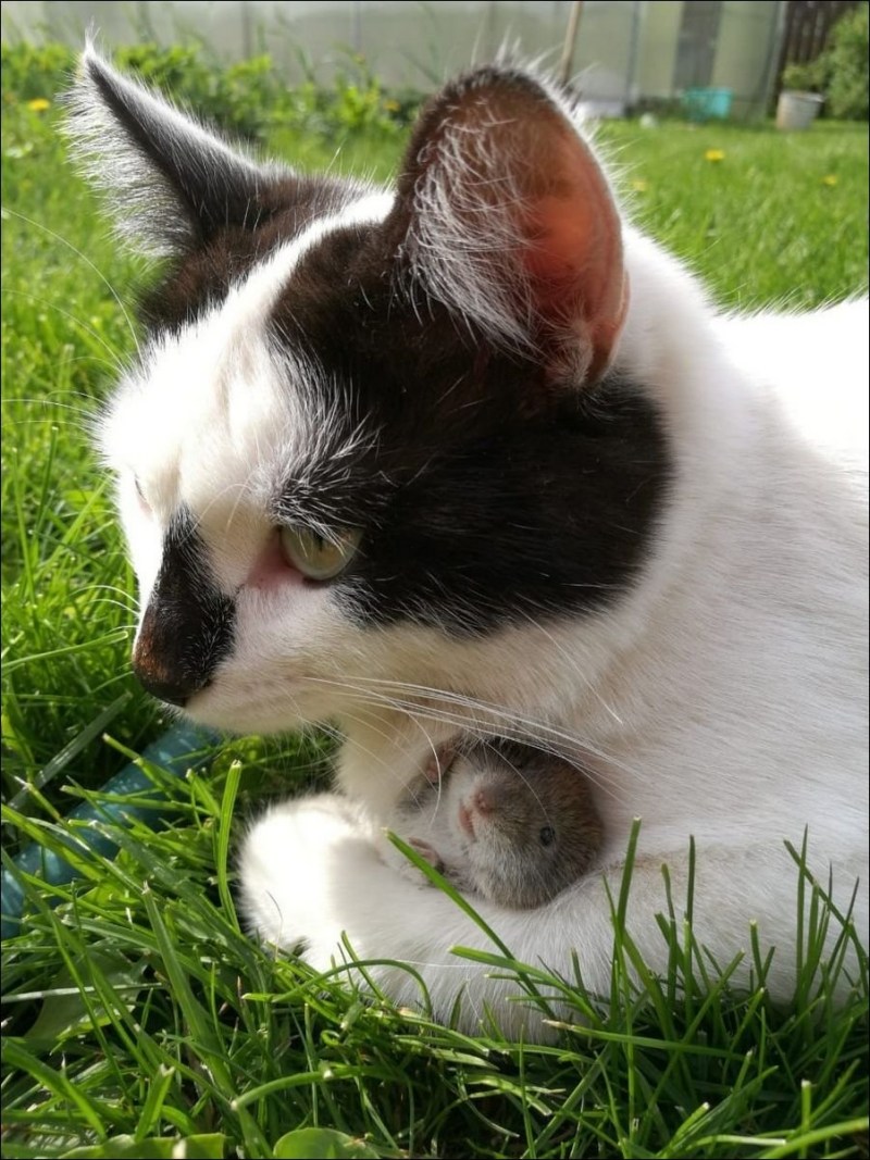 Котята и хомячки