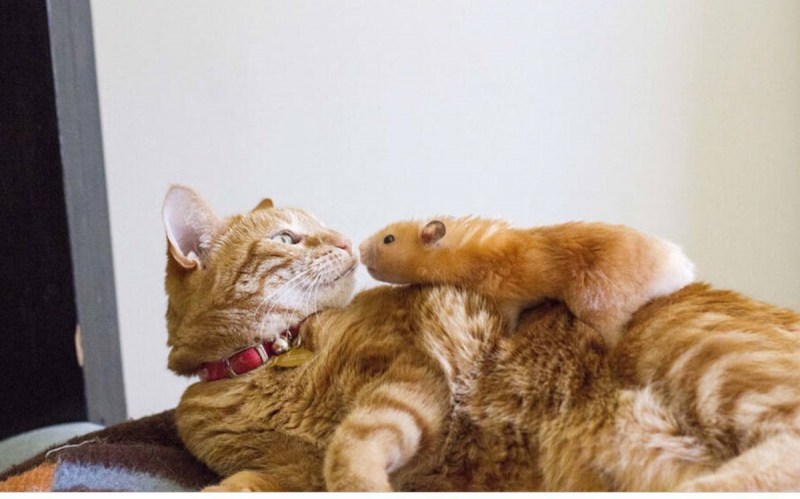 Хомячок и кошка