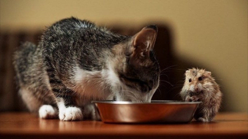 Котята и хомячки