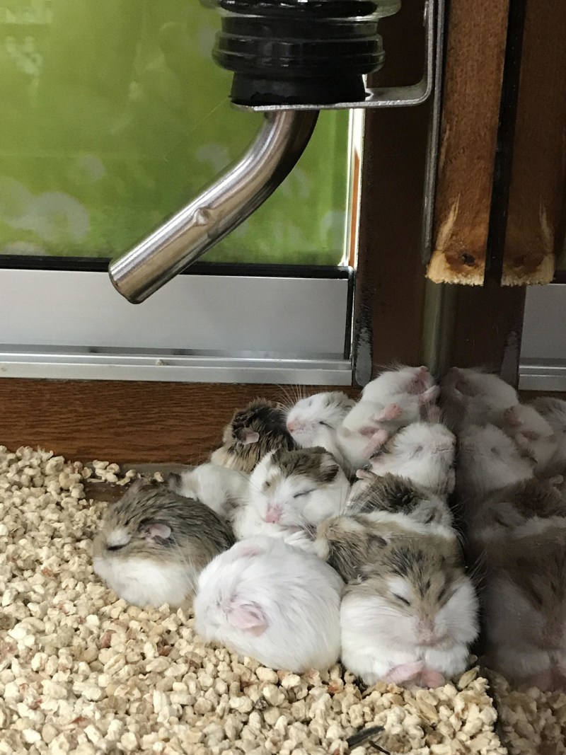 Хомячков и котиков