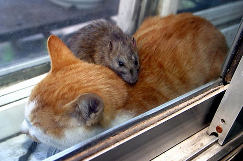 Кошки и Грызуны