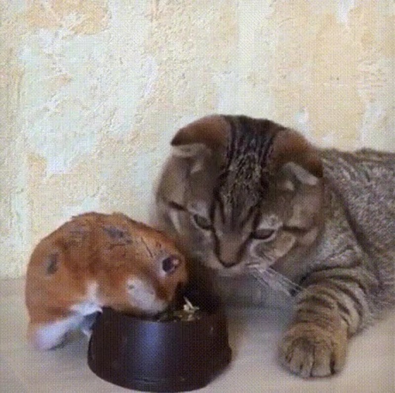 Дружба кота и хомяка