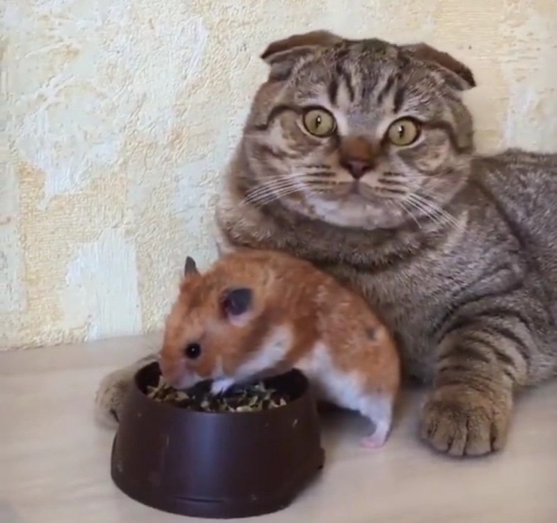 Дружба кота и хомяка
