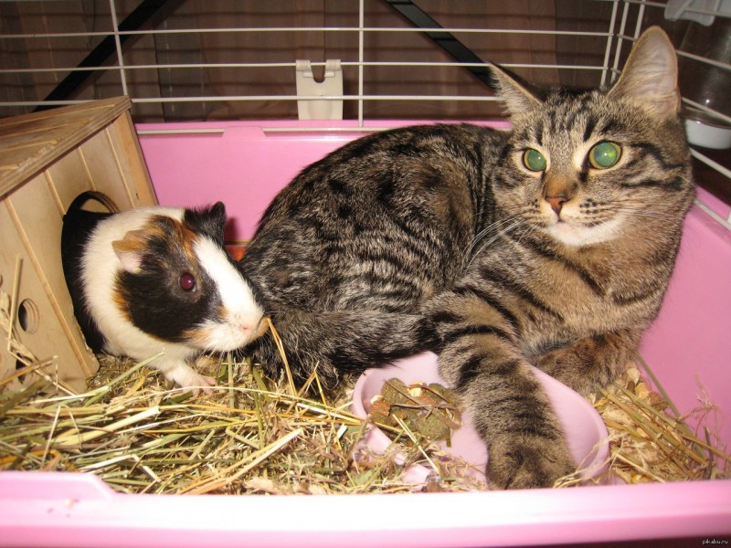 Морская Свинка с котиком