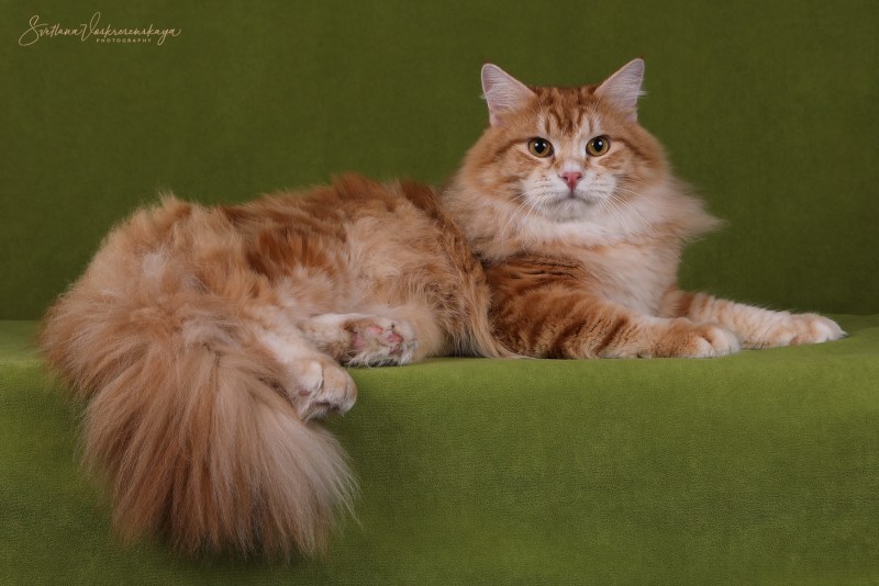 Красный мраморный Сибирский кот