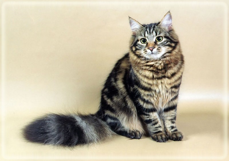 Сибирские коты короткошерстные