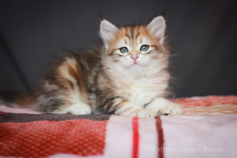 Мраморные Сибирские котята