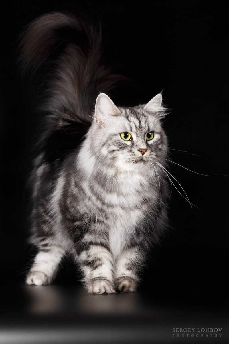Сибирская кошка черная мраморная