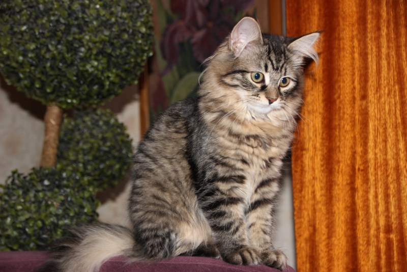 Сибирский Мао кот