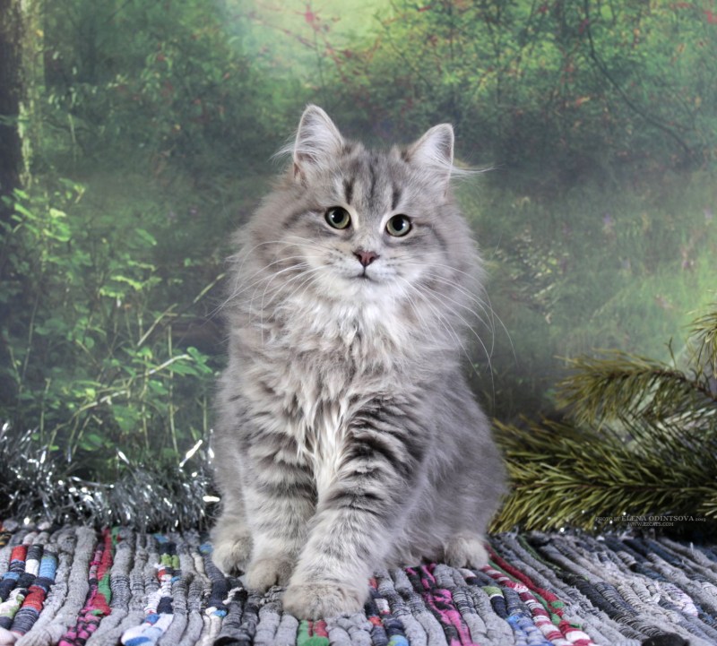 Сибирский кот голубой МТАБИ