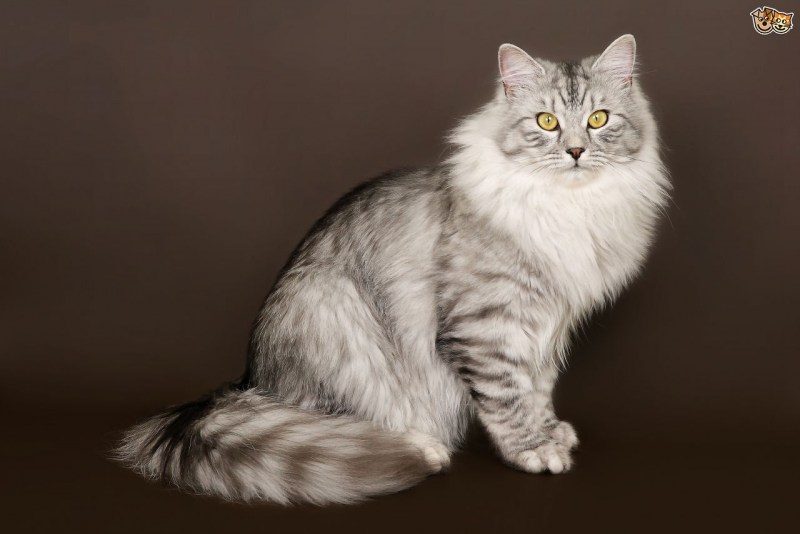 Сибирская среднешерстная кошка