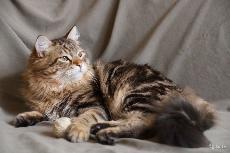 Сибирские коты с родословной