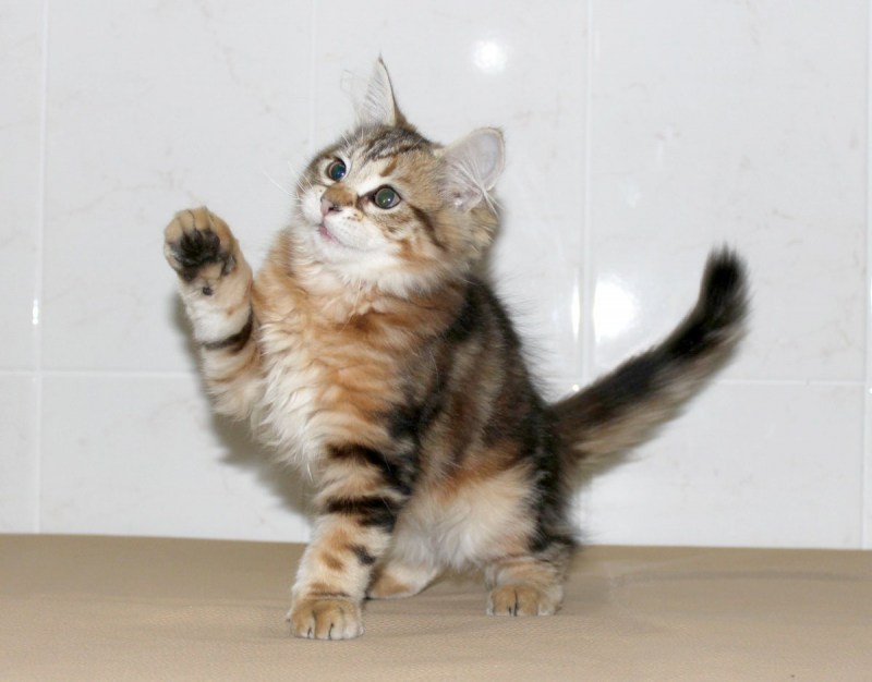 Сибирские котята золотой мрамор