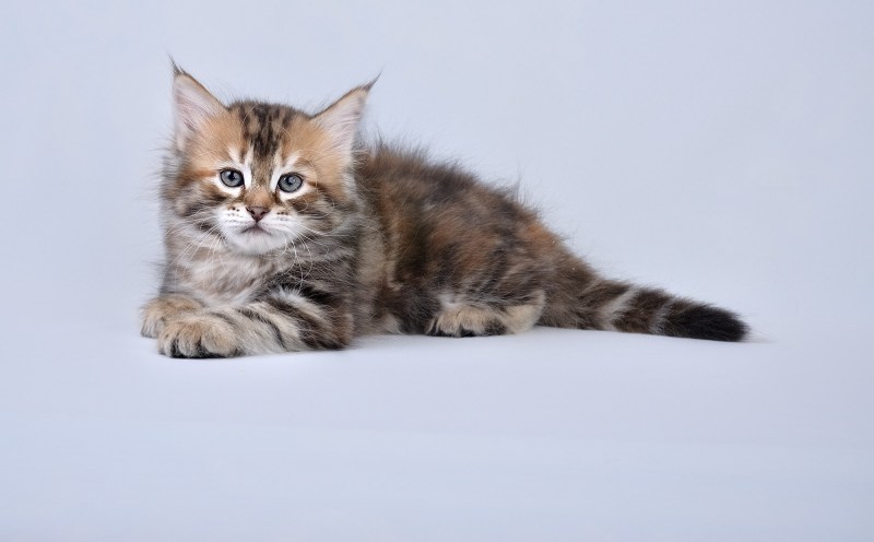 Мраморные Сибирские котята