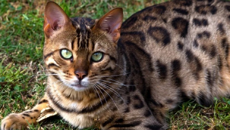 Кошки бенгальской породы