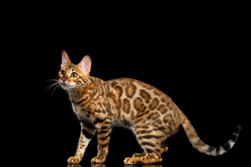 Бенгальская леопардовая кошка