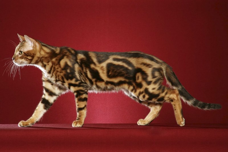 Бенгальский кот